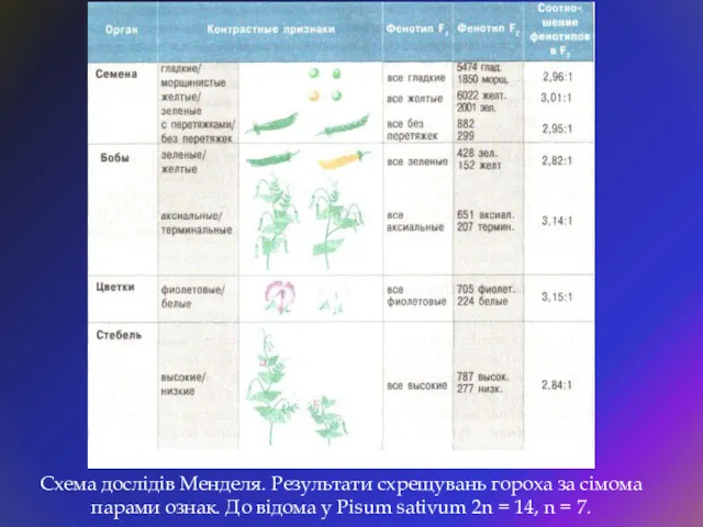 Схема дослідів Менделя. Результати схрещувань гороха за сімома парами ознак.