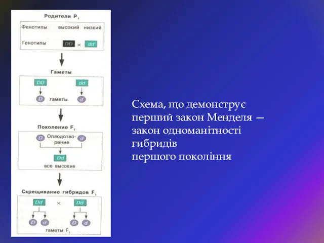 Схема, що демонструє перший закон Менделя — закон одноманітності гибридів першого покоління