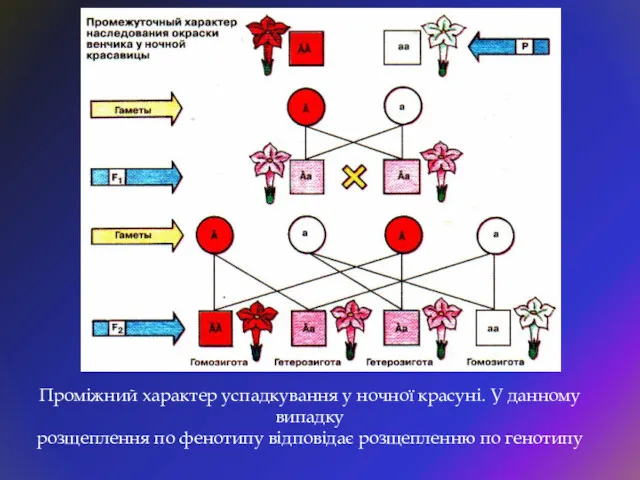 Проміжний характер успадкування у ночної красуні. У данному випадку розщеплення по фенотипу відповідає розщепленню по генотипу