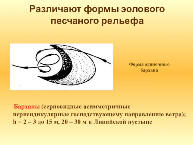 Различают формы эолового песчаного рельефа Барханы (серповидные асимметричные перпендикулярные господствующему