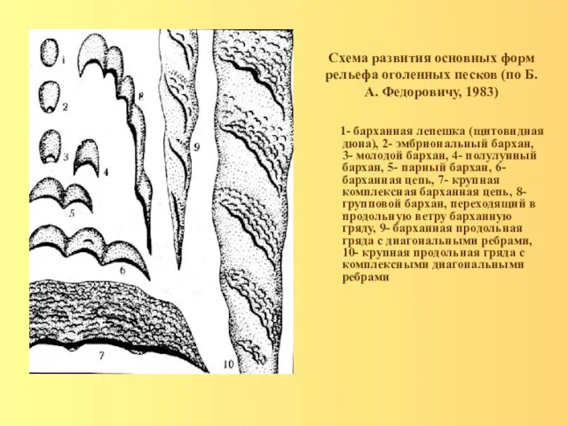 Схема развития основных форм рельефа оголенных песков (по Б.А. Федоровичу,