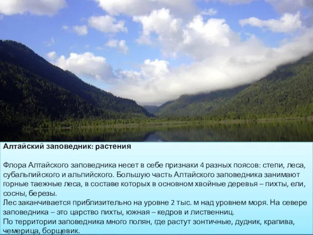 Алтайский заповедник: растения Флора Алтайского заповедника несет в себе признаки