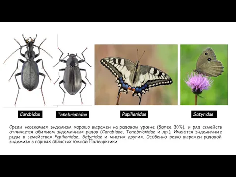 Среди насекомых эндемизм хорошо выражен на родовом уровне (более 30%),