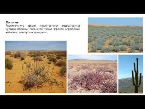 Пустыни: Растительную фауну представляют разрозненные кустики полыни, пальчатой травы, заросли верблюжьй колючки, саксаула и тамариска.