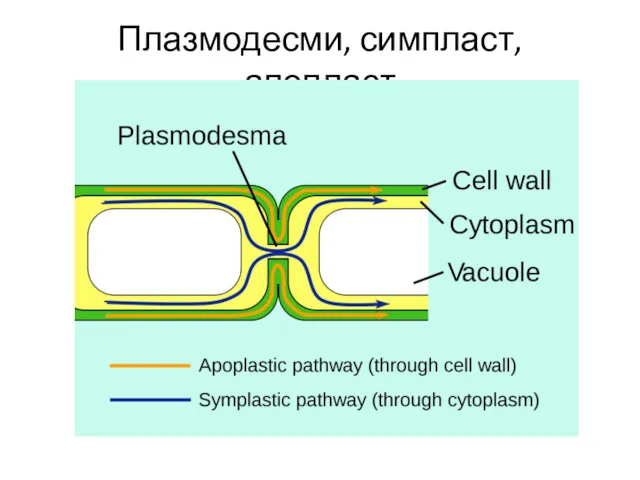 Плазмодесми, симпласт, апопласт