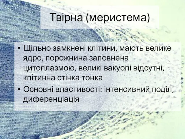 Твірна (меристема) Щільно замкнені клітини, мають велике ядро, порожнина заповнена