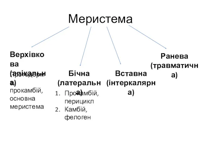 Меристема Верхівкова (апікальна) Бічна (латеральна) Вставна (інтеркалярна) Ранева (травматична) Прокамбій,