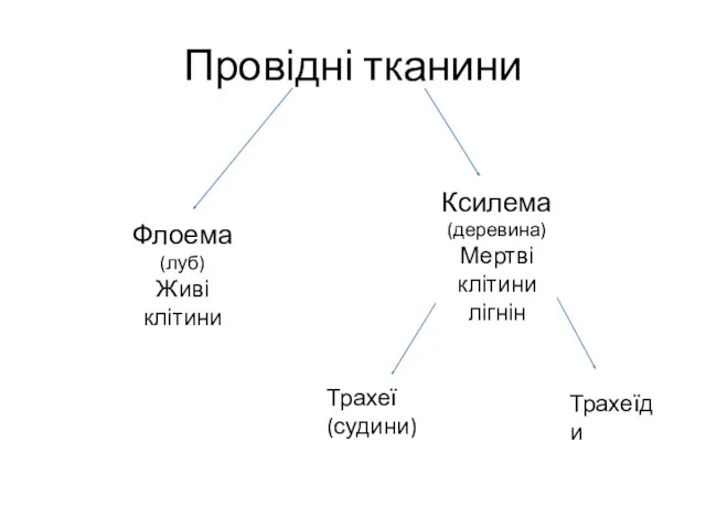 Провідні тканини Флоема (луб) Живі клітини Ксилема (деревина) Мертві клітини лігнін Трахеї (судини) Трахеїди