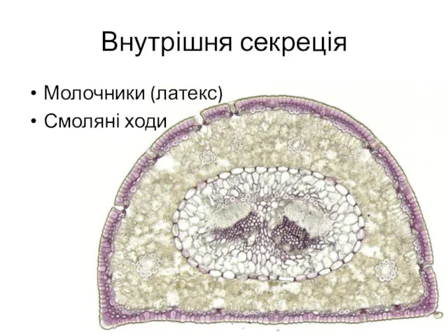 Внутрішня секреція Молочники (латекс) Смоляні ходи