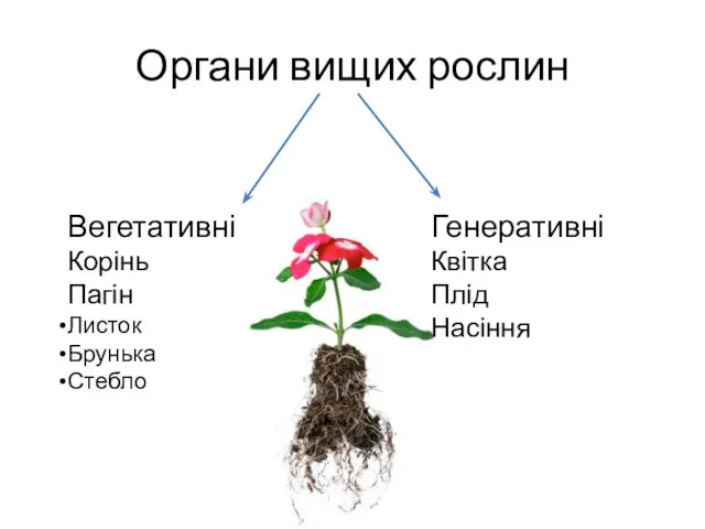 Органи вищих рослин Вегетативні Корінь Пагін Листок Брунька Стебло Генеративні Квітка Плід Насіння