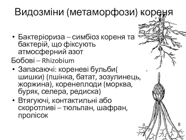 Видозміни (метаморфози) кореня Бактеріориза – симбіоз кореня та бактерій, що