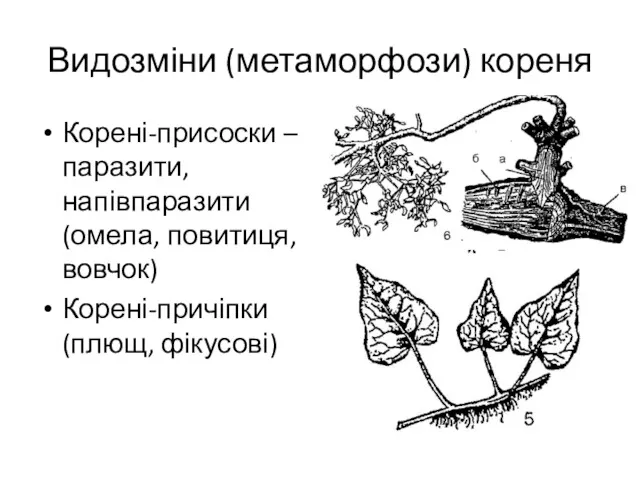 Видозміни (метаморфози) кореня Корені-присоски – паразити, напівпаразити (омела, повитиця, вовчок) Корені-причіпки (плющ, фікусові)