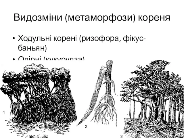 Видозміни (метаморфози) кореня Ходульні корені (ризофора, фікус-баньян) Опірні (кукурудза)