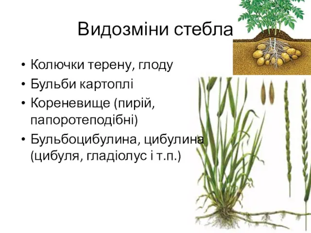 Видозміни стебла Колючки терену, глоду Бульби картоплі Кореневище (пирій, папоротеподібні) Бульбоцибулина, цибулина (цибуля, гладіолус і т.п.)