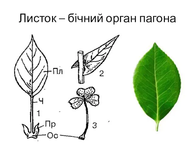 Листок – бічний орган пагона