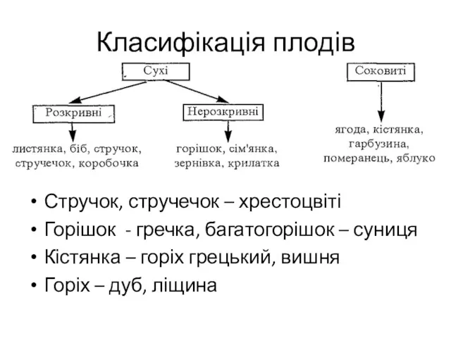 Класифікація плодів Стручок, стручечок – хрестоцвіті Горішок - гречка, багатогорішок