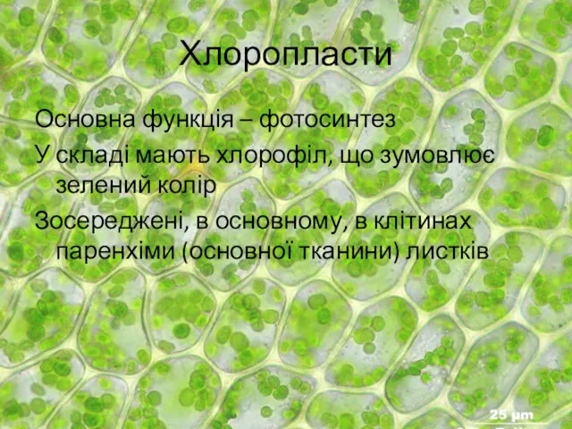 Хлоропласти Основна функція – фотосинтез У складі мають хлорофіл, що