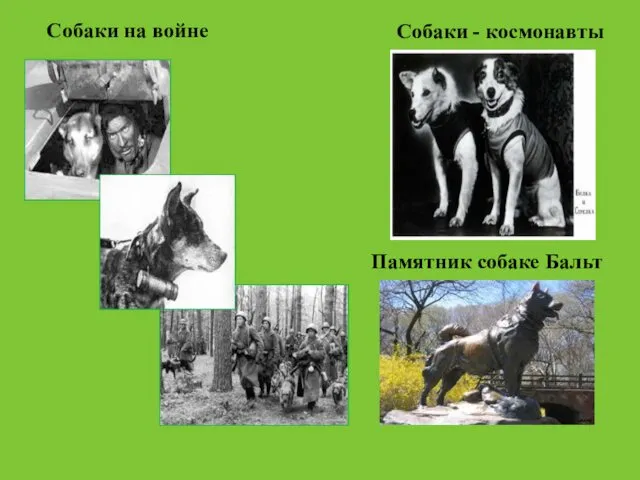 Собаки на войне Собаки - космонавты Памятник собаке Бальт