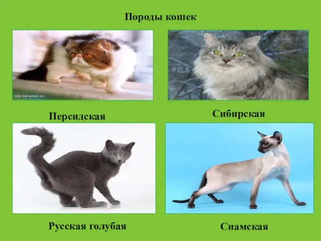 Породы кошек Персидская Сибирская Русская голубая Сиамская