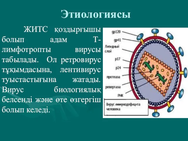 Этиологиясы ЖИТС қоздырғышы болып адам Т-лимфотропты вирусы табылады. Ол ретровирус тұқымдасына, лентивирус туыстастығына