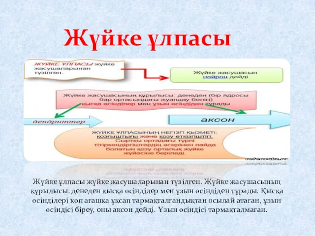 Жүйке ұлпасы жүйке жасушаларынан түзілген. Жүйке жасушасының құрылысы: денеден қысқа