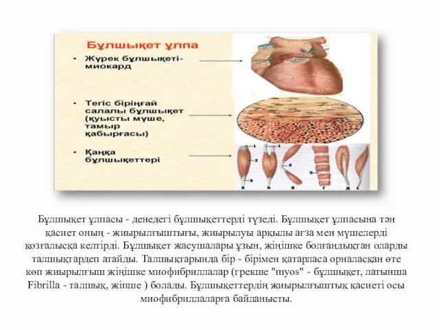 Бұлшықет ұлпасы - денедегі бұлшықеттерді түзеді. Бұлшықет ұлпасына тән қасиет