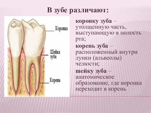 коронку зуба – утолщенную часть, выступающую в полость рта; корень