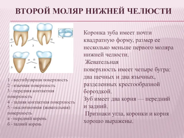 ВТОРОЙ МОЛЯР НИЖНЕЙ ЧЕЛЮСТИ 1 - вестибулярная поверхность 2 -