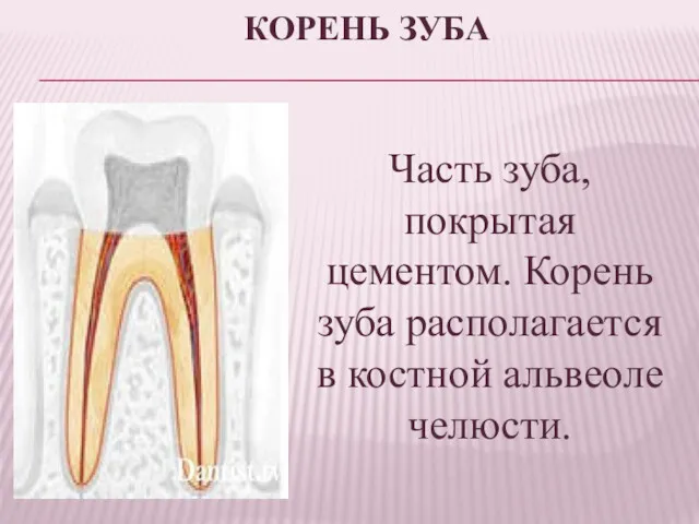 КОРЕНЬ ЗУБА Часть зуба, покрытая цементом. Корень зуба располагается в костной альвеоле челюсти.