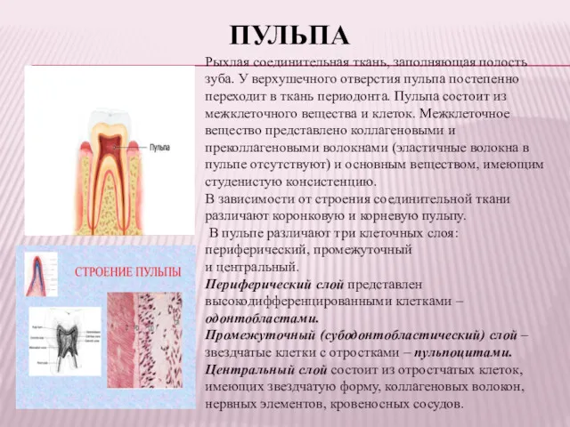 ПУЛЬПА Рыхлая соединительная ткань, заполняющая полость зуба. У верхушечного отверстия