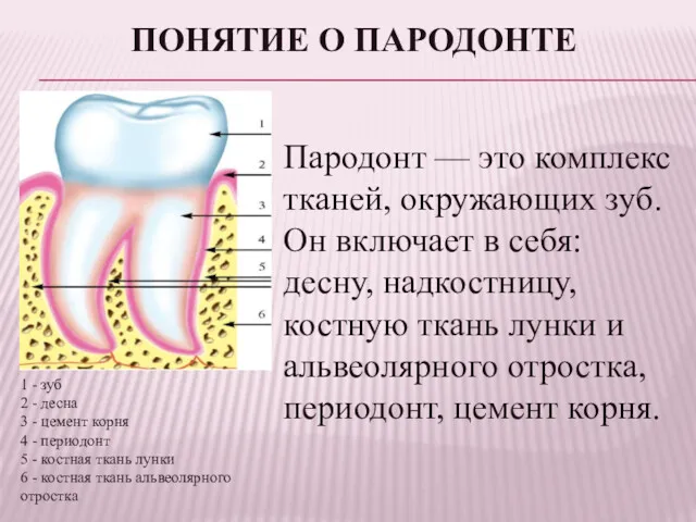 ПОНЯТИЕ О ПАРОДОНТЕ Пародонт — это комплекс тканей, окружающих зуб.