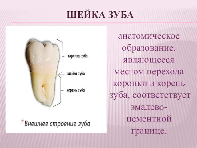 ШЕЙКА ЗУБА анатомическое образование, являющееся местом перехода коронки в корень зуба, соответствует эмалево-цементной границе.