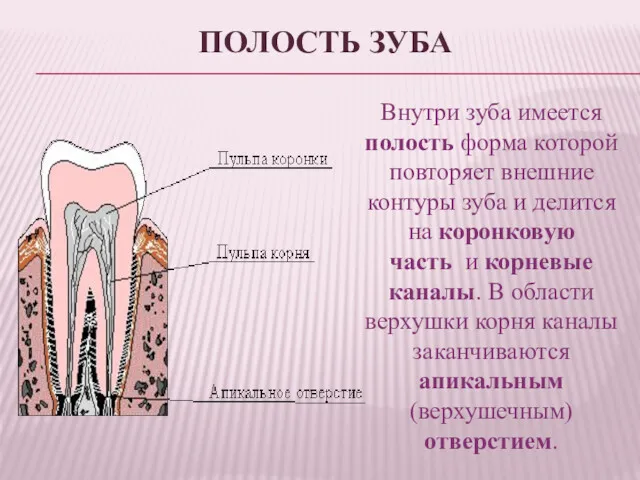 ПОЛОСТЬ ЗУБА Внутри зуба имеется полость форма которой повторяет внешние