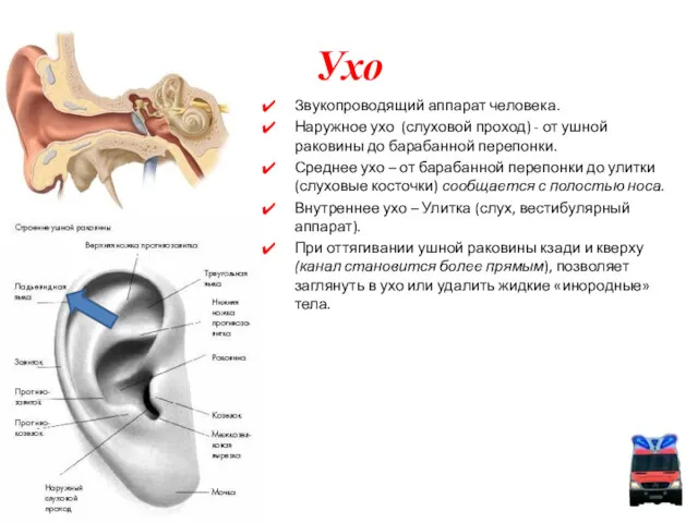 Ухо Звукопроводящий аппарат человека. Наружное ухо (слуховой проход) - от