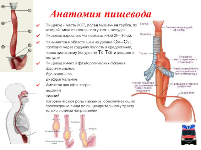 Анатомия пищевода Пищево́д - часть ЖКТ, полая мышечная трубка, по