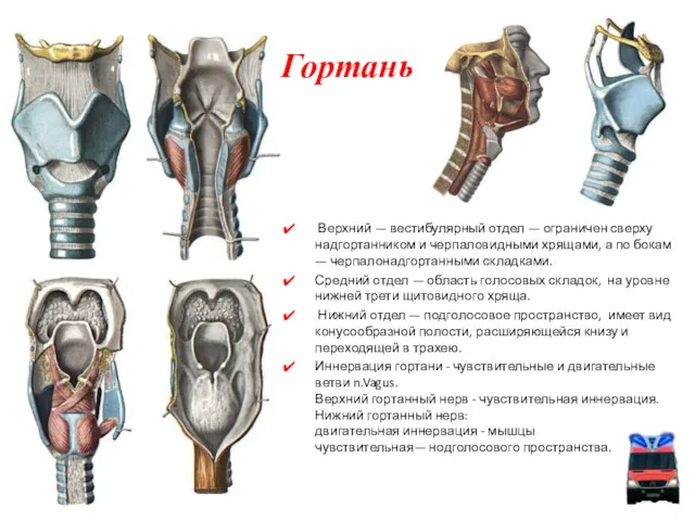 Гортань Верхний — вестибулярный отдел — ограничен сверху надгортанником и