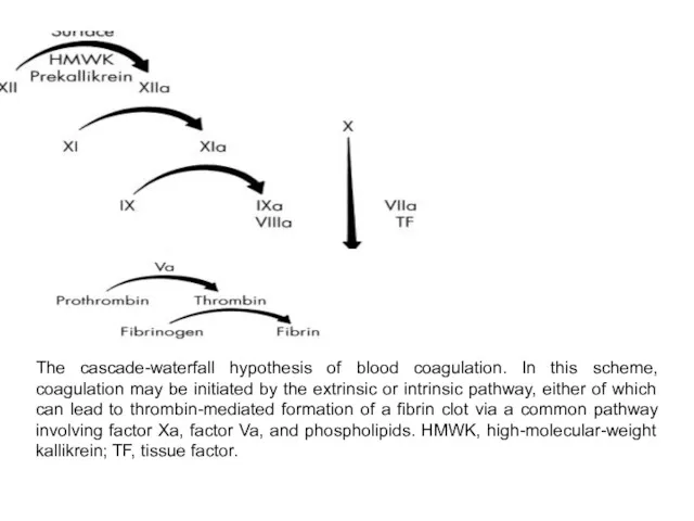 The cascade-waterfall hypothesis of blood coagulation. In this scheme, coagulation