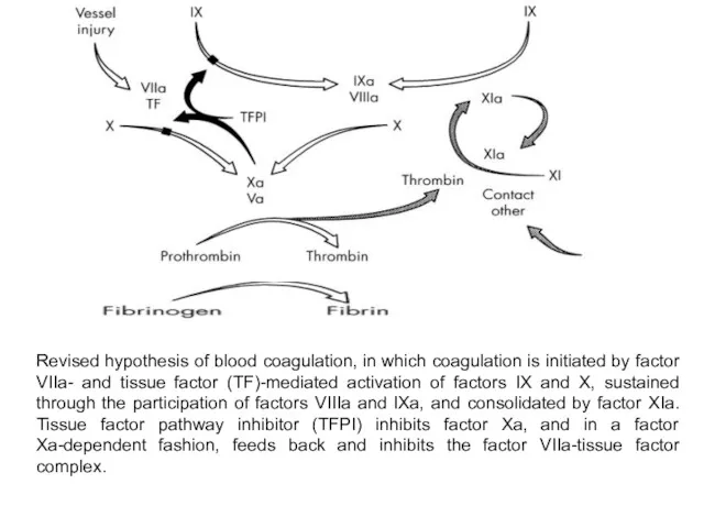 Revised hypothesis of blood coagulation, in which coagulation is initiated