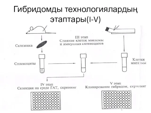 Гибридомды технологиялардың этаптары(I-V)