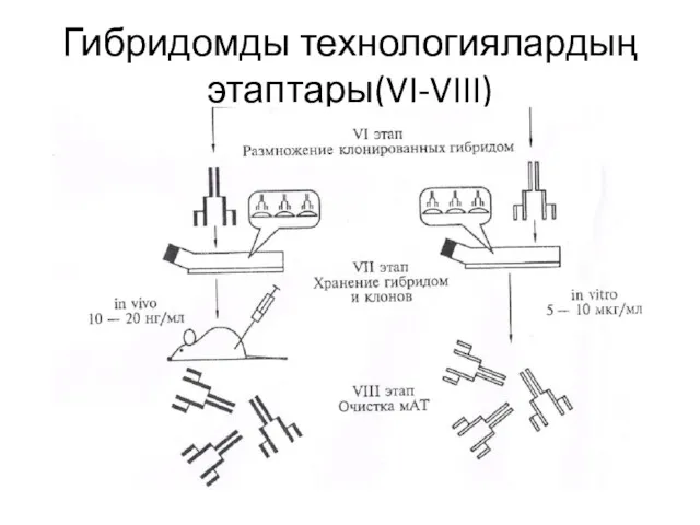 Гибридомды технологиялардың этаптары(VI-VIII)