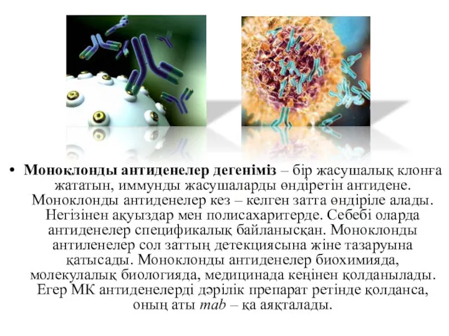 Моноклонды антиденелер дегеніміз – бір жасушалық клонға жататын, иммунды жасушаларды