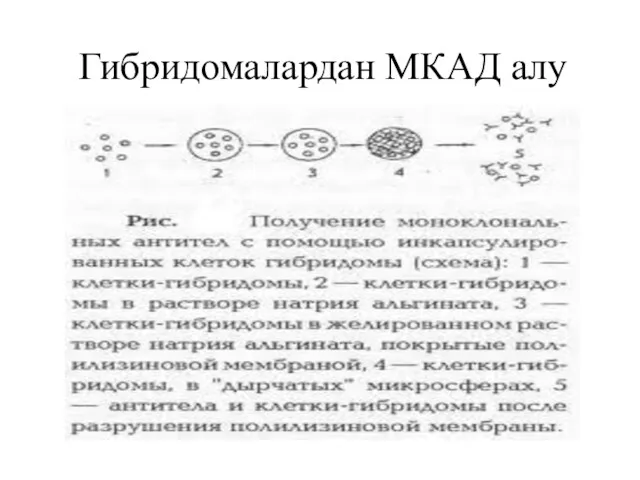 Гибридомалардан МКАД алу