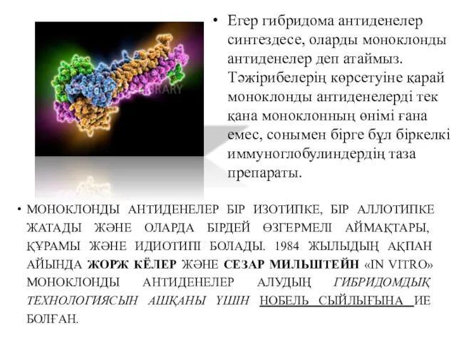 Егер гибридома антиденелер синтездесе, оларды моноклонды антиденелер деп атаймыз. Тәжірибелерің