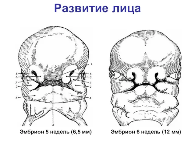 Развитие лица Эмбрион 6 недель (12 мм) Эмбрион 5 недель (6,5 мм)