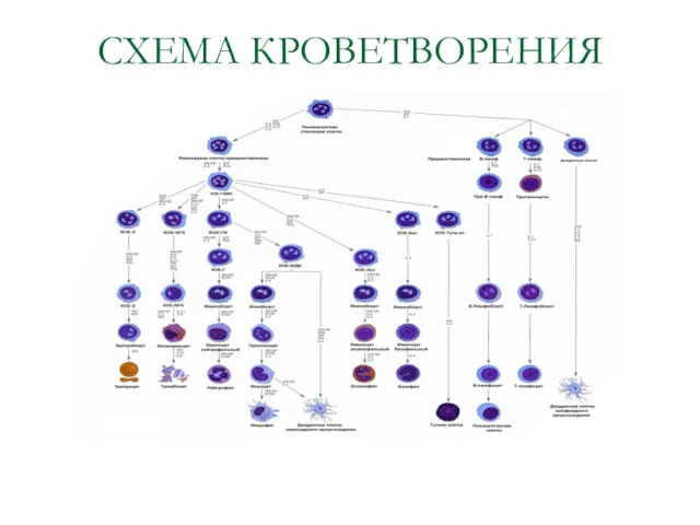 СХЕМА КРОВЕТВОРЕНИЯ