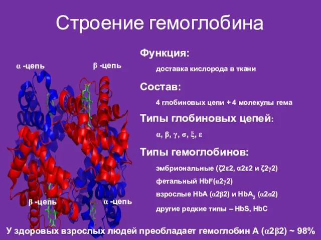 Строение гемоглобина Функция: доставка кислорода в ткани Состав: 4 глобиновых цепи + 4