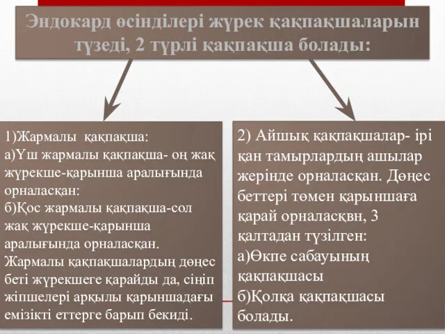 Эндокард өсінділері жүрек қақпақшаларын түзеді, 2 түрлі қақпақша болады: 1)Жармалы