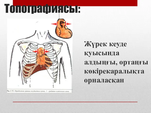 Топографиясы: Жүрек кеуде қуысында алдыңғы, ортаңғы көкірекаралықта орналасқан