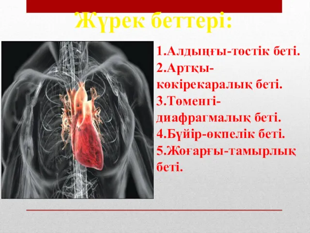 Жүрек беттері: 1.Алдыңғы-төстік беті. 2.Артқы-көкірекаралық беті. 3.Төменгі-диафрагмалық беті. 4.Бүйір-өкпелік беті. 5.Жоғарғы-тамырлық беті.