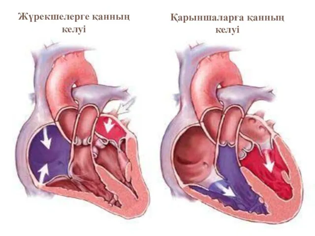 Жүрекшелерге қанның келуі Қарыншаларға қанның келуі